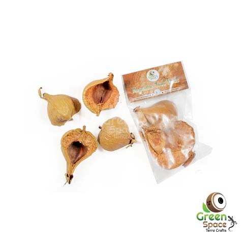 Mangrove (Negombo Tree) Pods 02 Pack
